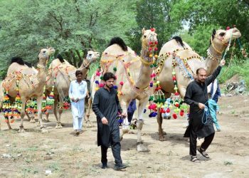 گوجرانوالہ کے اونٹ کی 1417 کلو گرام وزن کے ساتھ پہلی پوزیشن