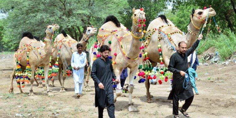 گوجرانوالہ کے اونٹ کی 1417 کلو گرام وزن کے ساتھ پہلی پوزیشن