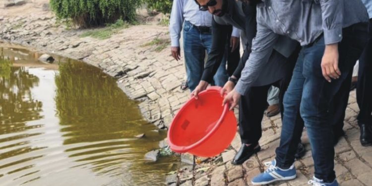 انسداد ڈینگی مہم، تالابوں میں تلاپیہ مچھلیاں چھوڑنے کا سلسلہ جاری