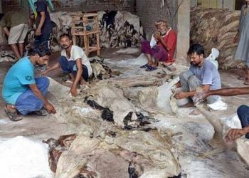 قربانی کی کھالیں جمع کرنے کیلئے 26 پوائنٹس مقرر