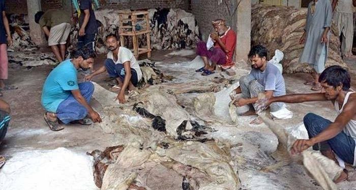 قربانی کی کھالیں جمع کرنے کیلئے 26 پوائنٹس مقرر