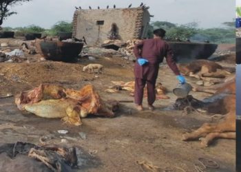 فوڈ اتھارٹی نے جانوروں کی چربی سے بنایا گیا 1700 لٹر تیل تلف کردیا