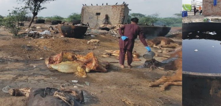 فوڈ اتھارٹی نے جانوروں کی چربی سے بنایا گیا 1700 لٹر تیل تلف کردیا