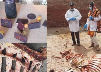 فوڈ اتھارٹی کا چھاپہ لمپی سکن بیماری میں مبتلا جانوروں کا گوشت تلف کردیا
