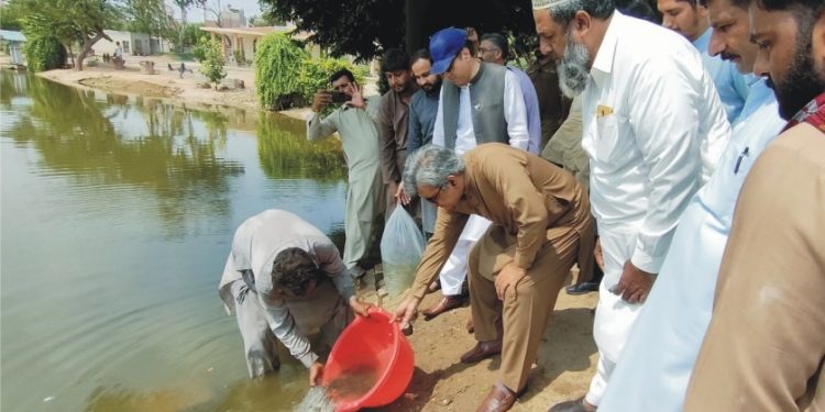 ڈینگی مہم کے سلسلے میں تلاپیہ مچھلیاں تالاب میں چھوڑی گئیں
