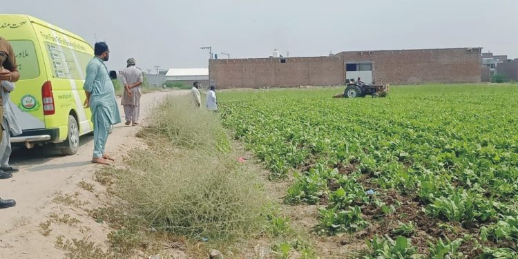 فوڈ اتھارٹی نے سیوریج کے پانی سے کاشت کی گئی فصل تلف کردی