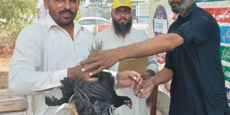 محکمہ لائیو سٹاک کی طرف سے ضلع چنیوٹ کے درخواست گزاروں میں 90 پولٹری یونٹس تقسیم